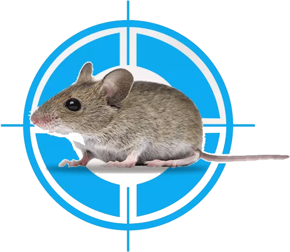 Rat Control in Urban Environments: Challenges and Solutions 