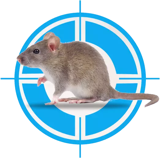 Rat Control vs. Extermination: Understanding the Difference 