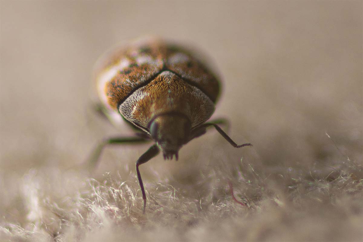 carpet beetles pest control