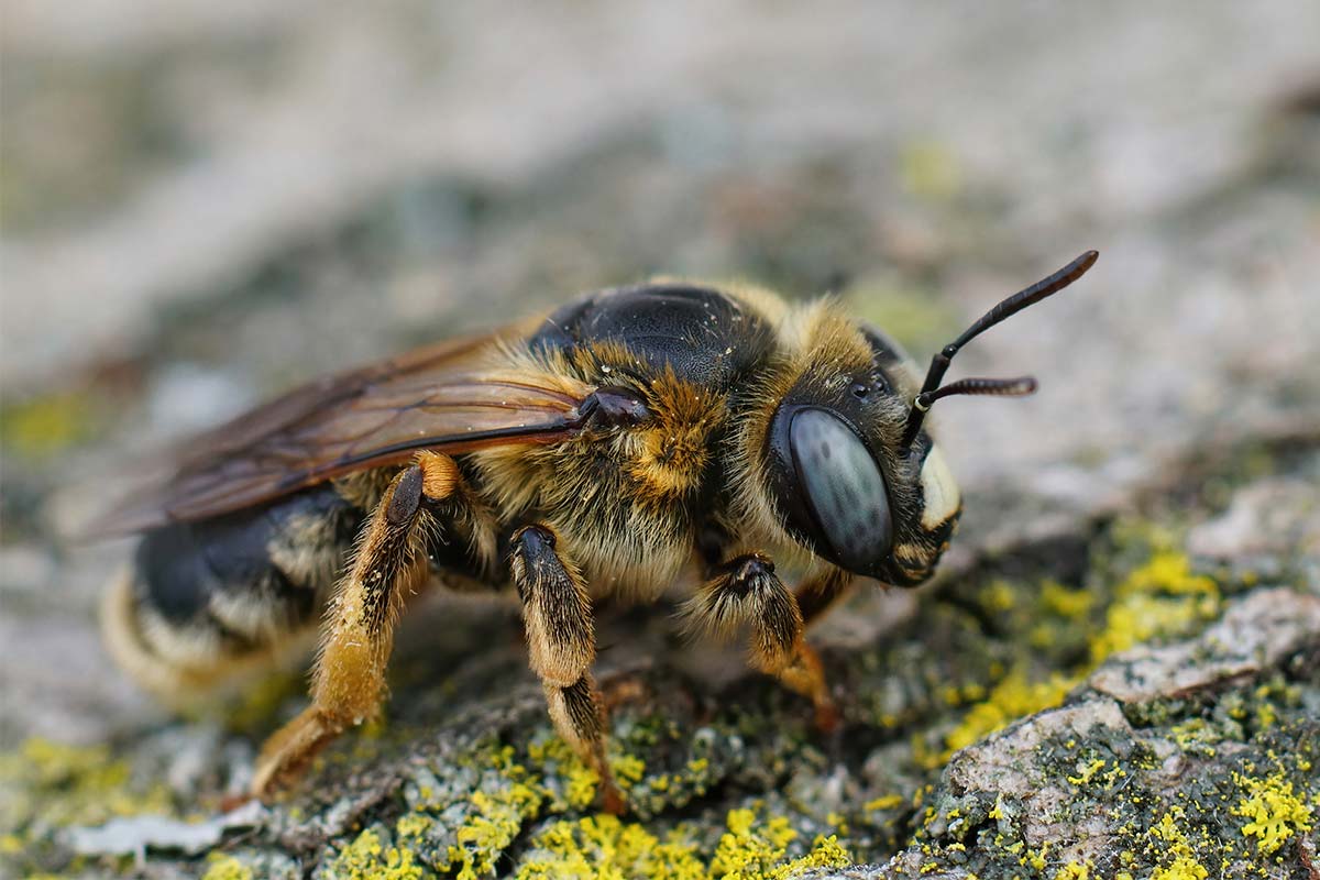 european wasp pest control