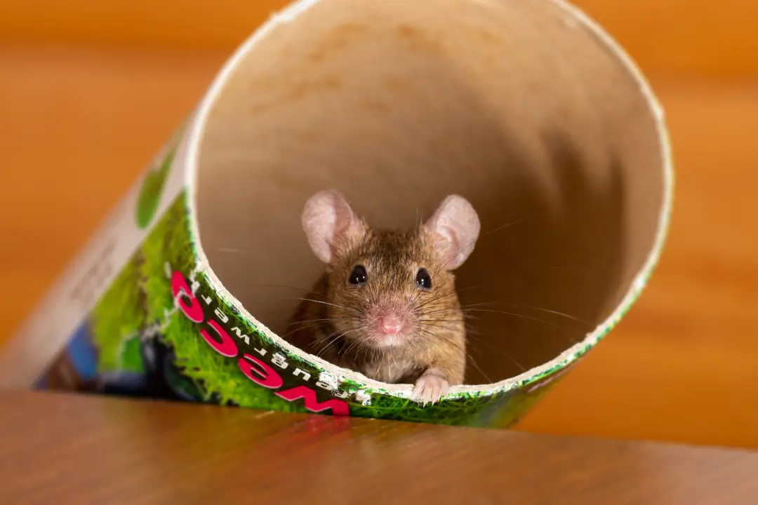 Mice Pest Control