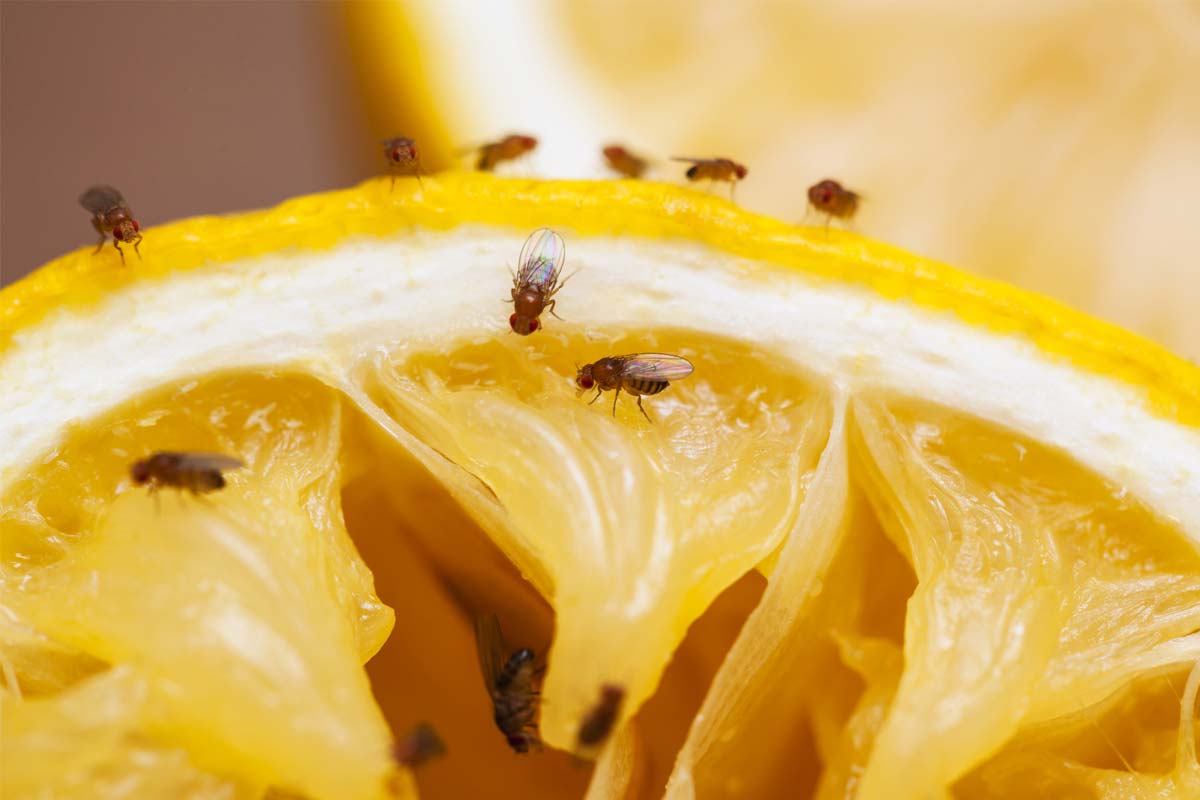 fruit fly pest control 