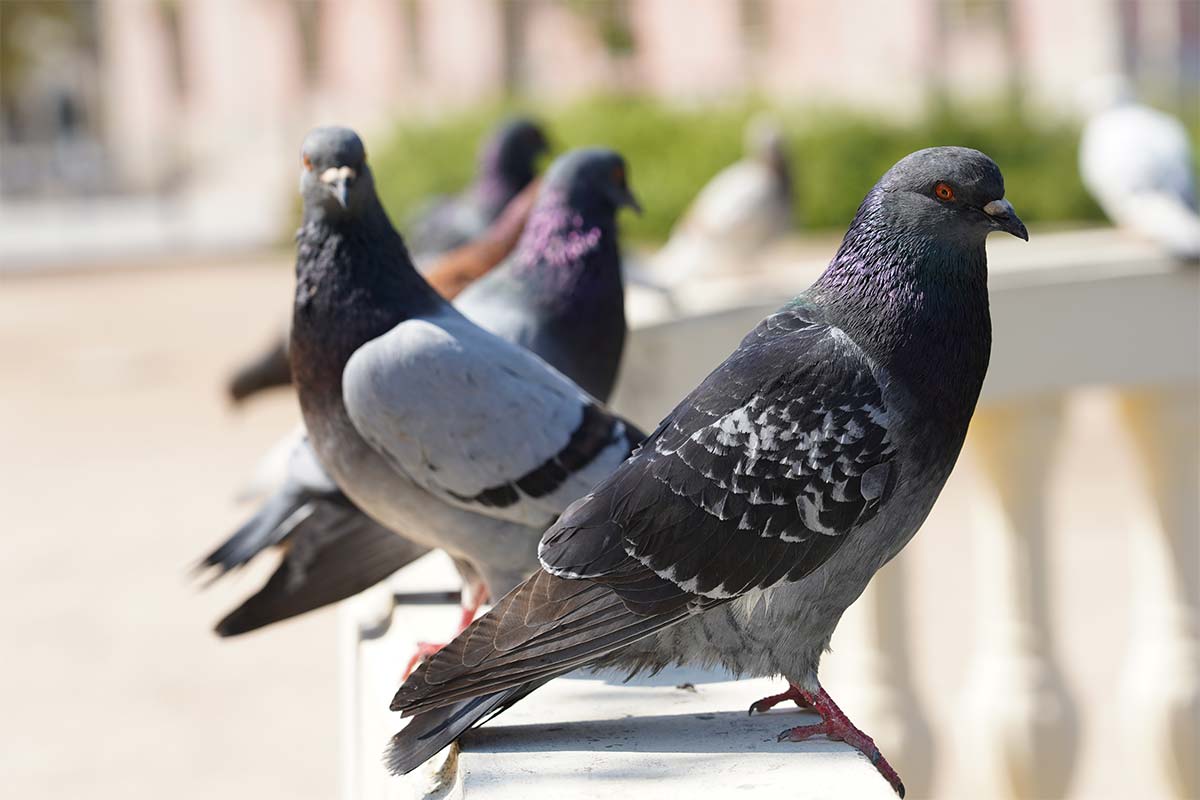 pigeon pest control