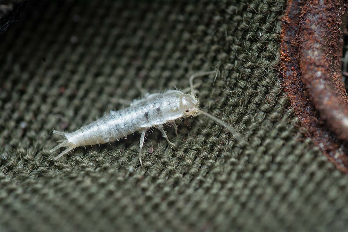 silverfish pest control 