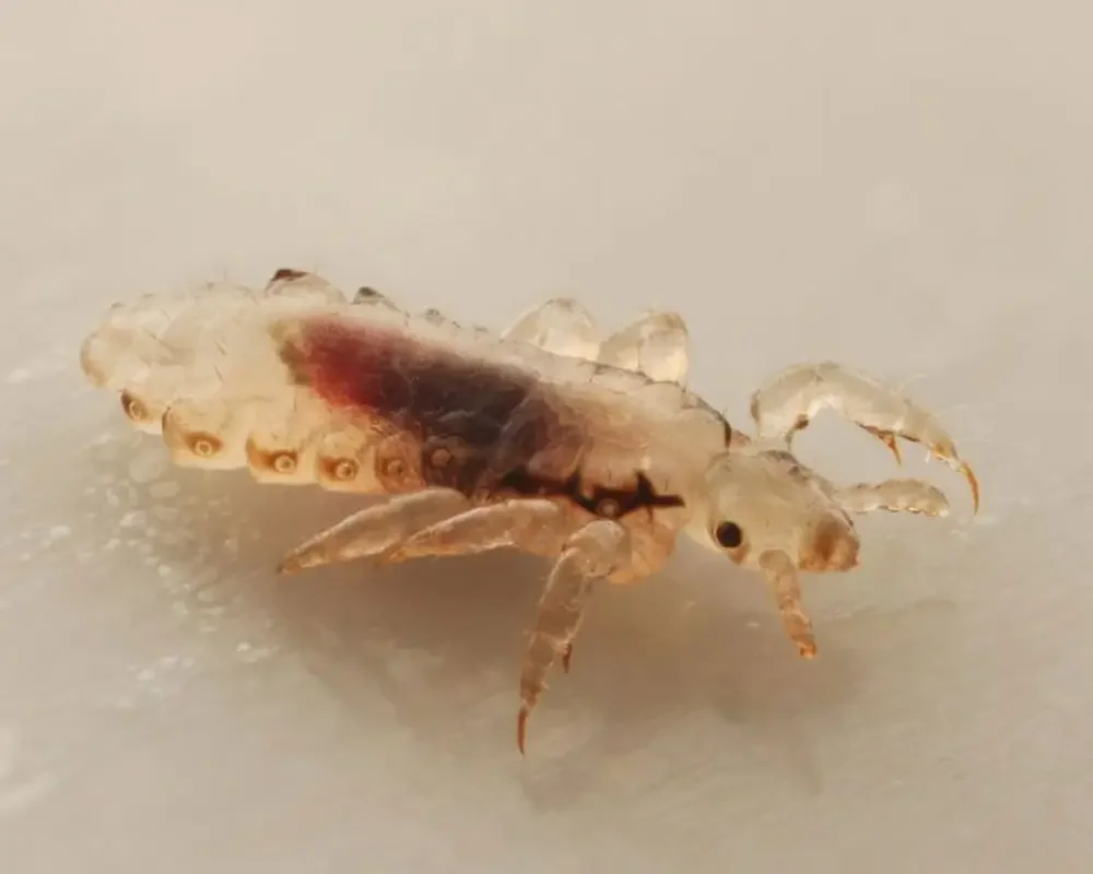 sydney pest crew bird lice pest control