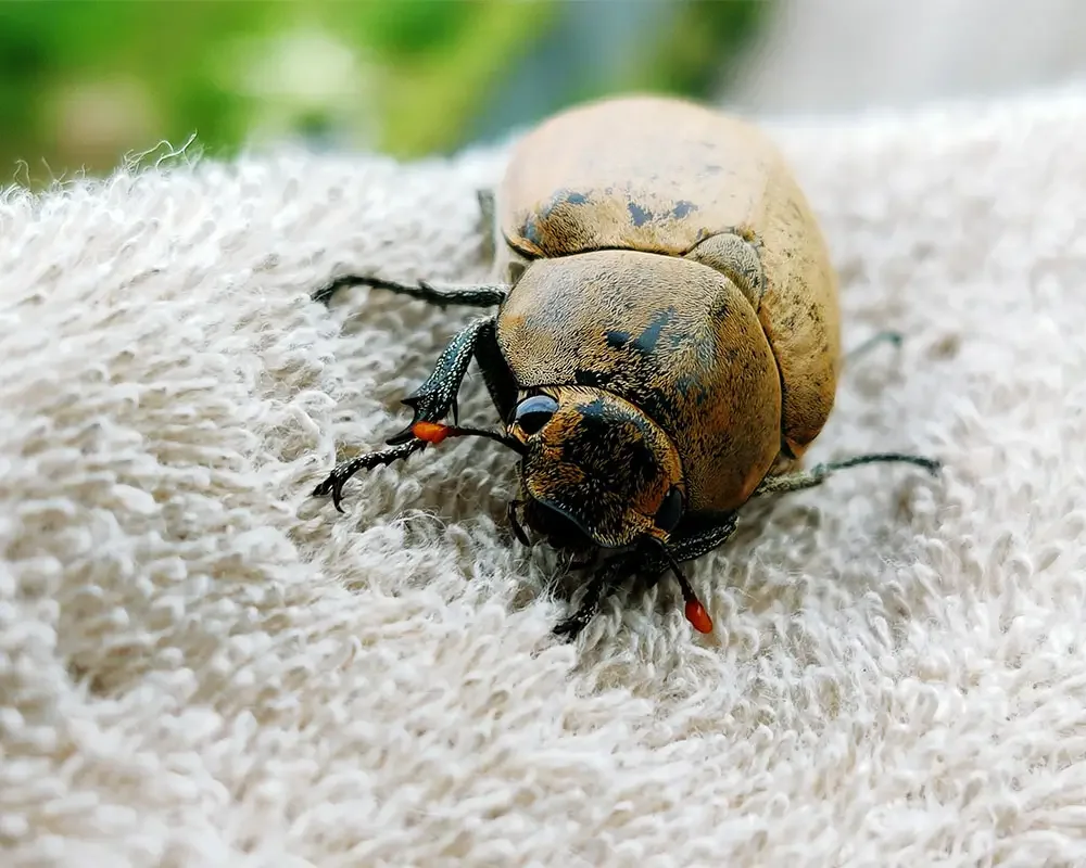 Carpet Beetles Control