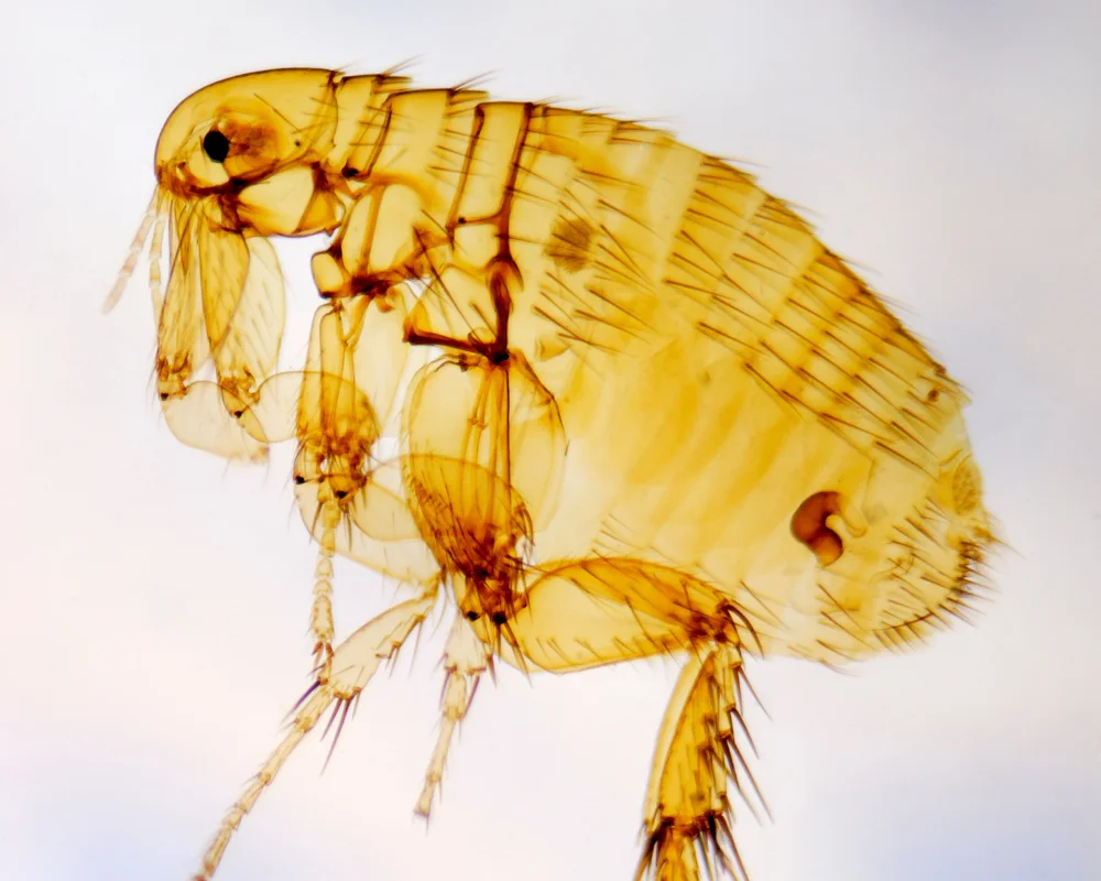 Flea Control