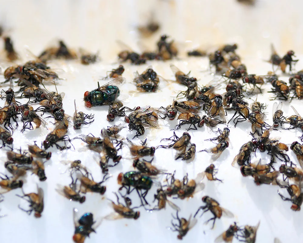 Fly Pest Control