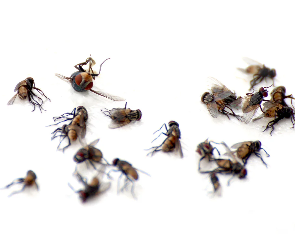 sydney pest crew fly pest control