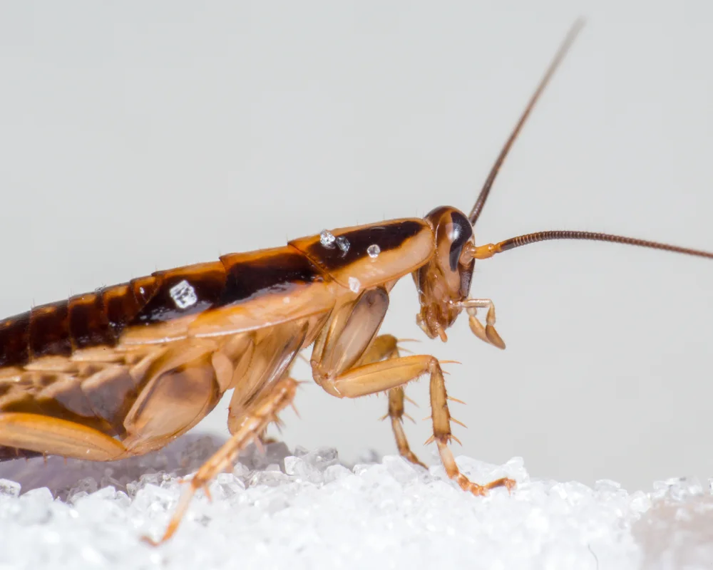 German Cockroach Pest Control