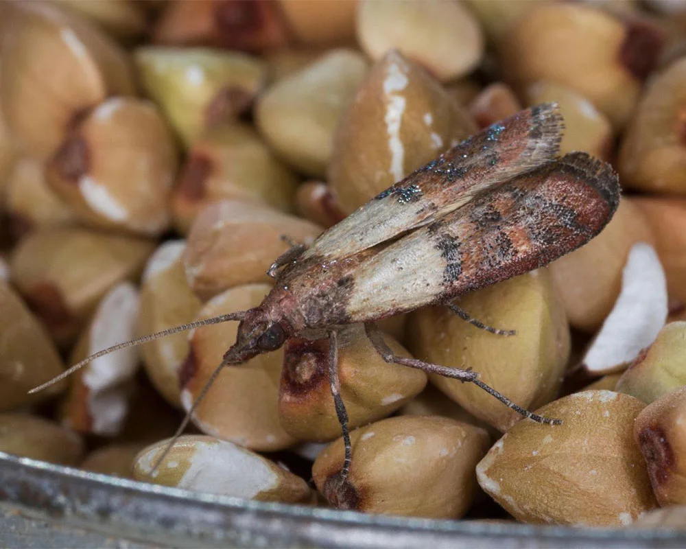 Pantry Moth Control