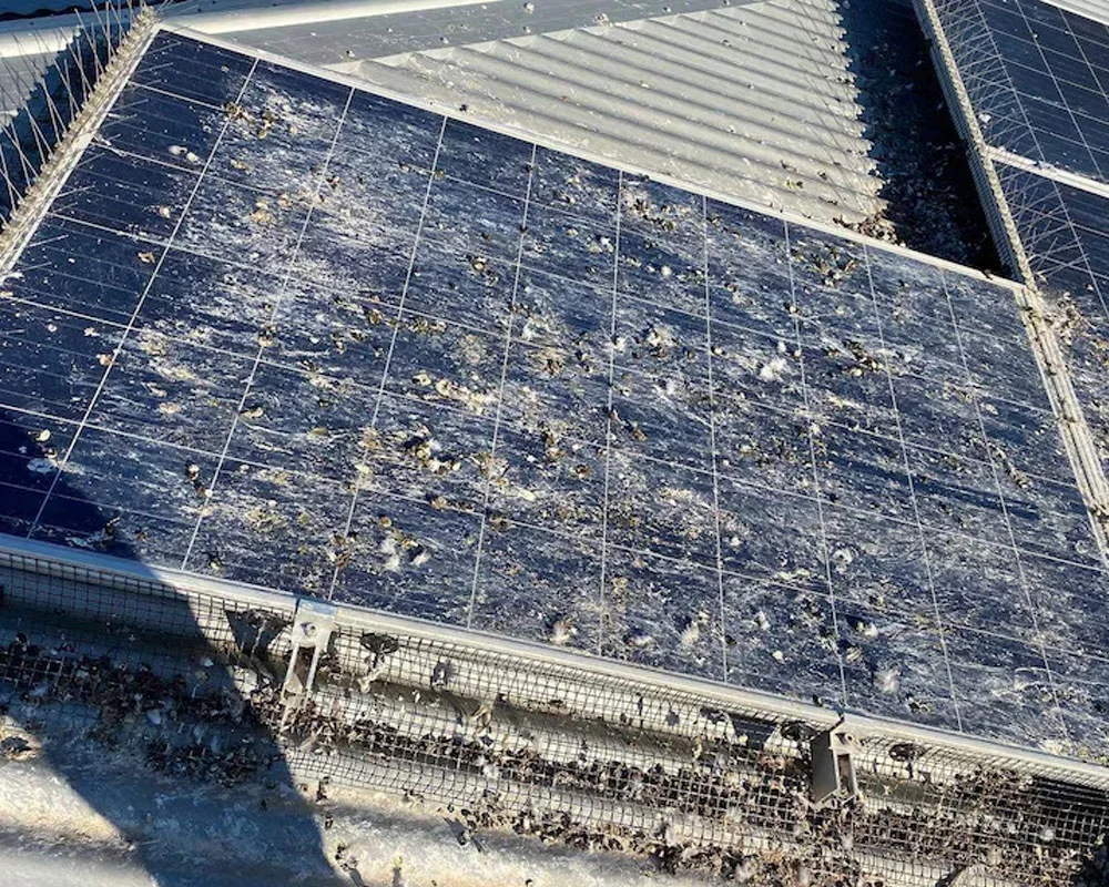 Solar Panel Bird Kit