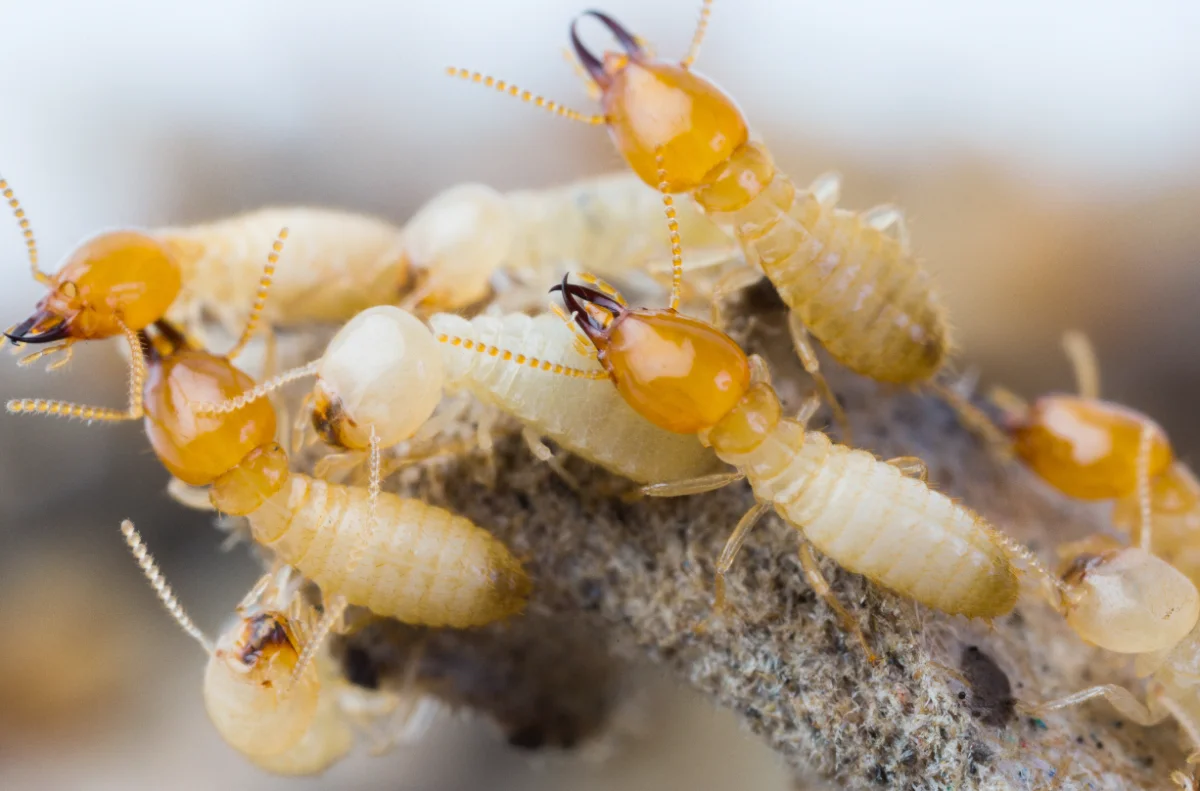 Termite Reticulation