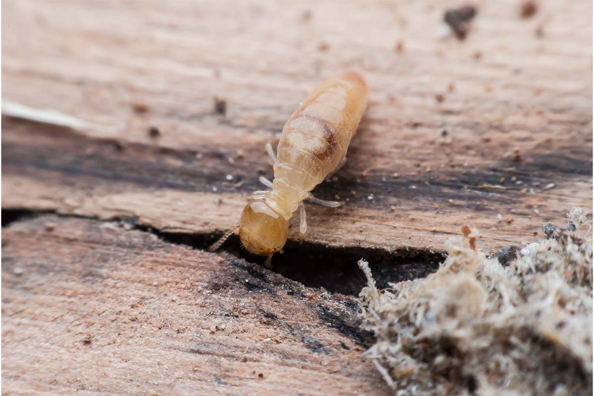 termite pest control