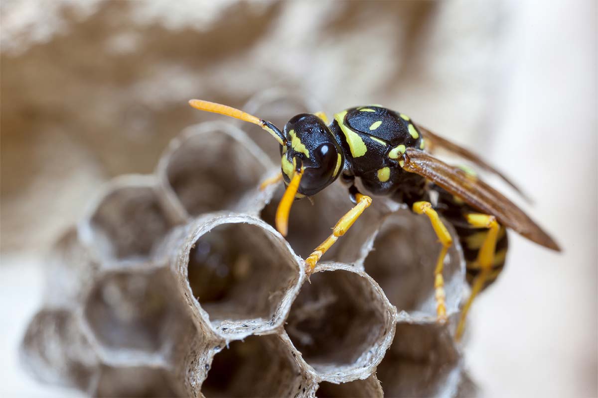 wasp pest control